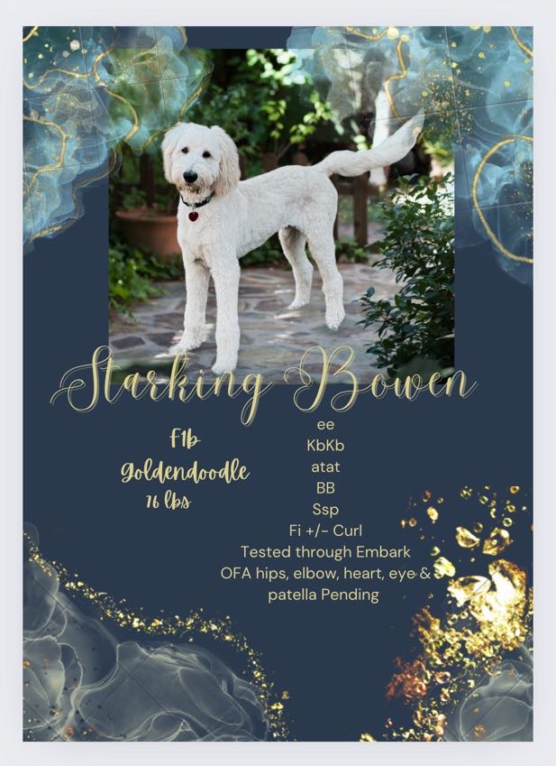 Handsome F1B Goldendoodle stud standing proudly on a grassy lawn, displaying its well-groomed curly coat and alert expression. An ideal choice for breeding due to its excellent health and temperament.
