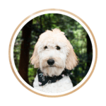 Bianka, the cream F2b Goldendoodle, showcasing her long, silky, wavy coat with a gentle gaze.