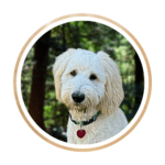 Bowen, the F1b Goldendoodle with a silky, wavy coat, posing elegantly for his profile photo.