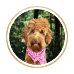 Ellie, the Mini F2b Goldendoodle, showcasing her curly, hypoallergenic coat with a playful pose.