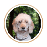 Lucy, the cream-colored F1 Goldendoodle with a joyful expression, showcasing her wavy, low-shedding coat.