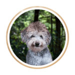 Portrait of Rooster, a petite multigenerational Goldendoodle with a soft wavy coat, smiling at the camera.