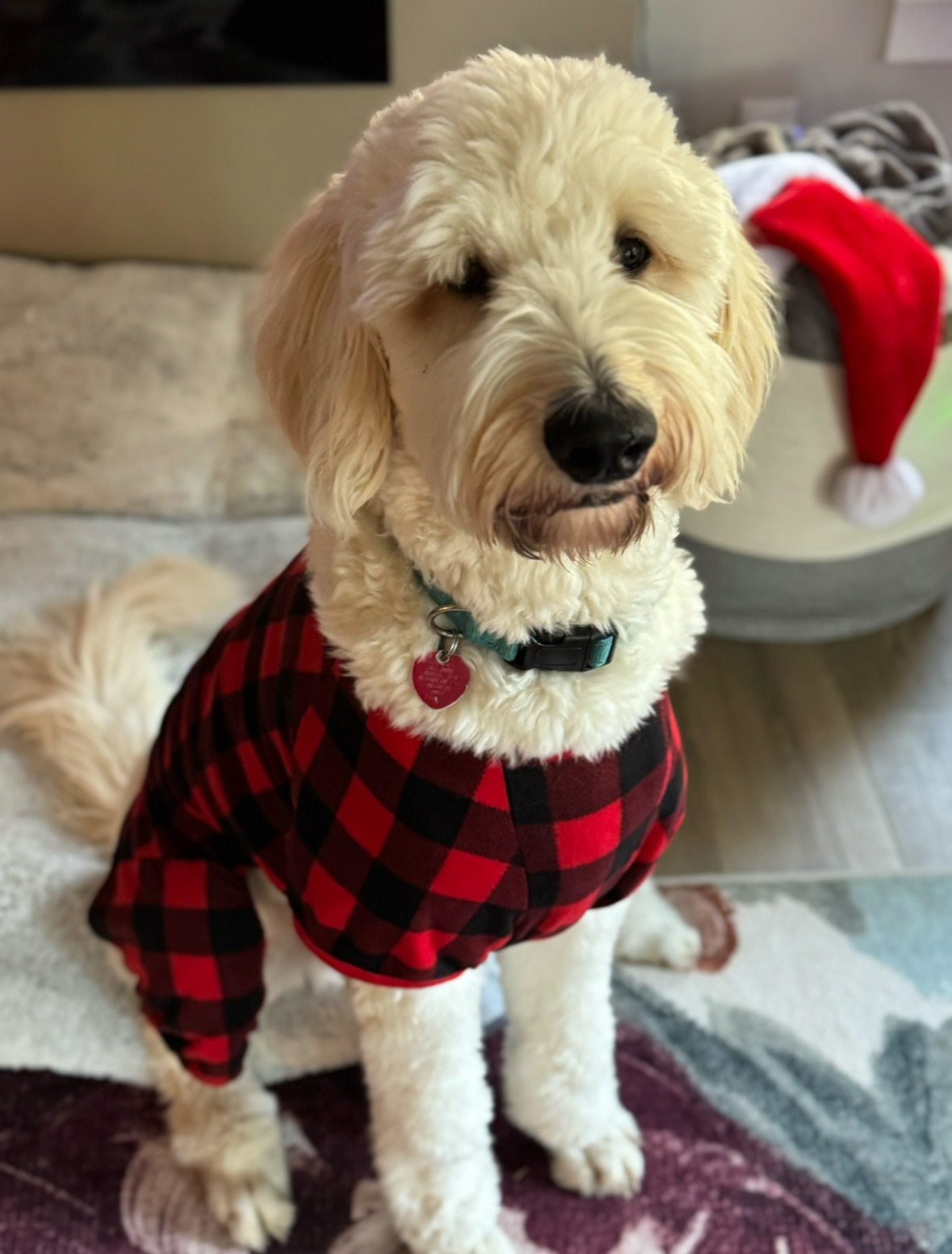 Cream-colored Goldendoodle wearing a red and black buffalo plaid outfit, sitting indoors on a cozy rug with a Santa hat visible in the background.