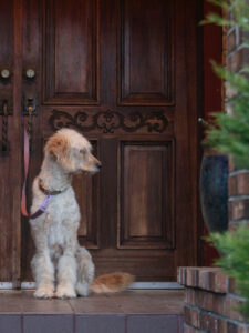 Lucy (3)