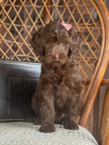 Maggie (3)