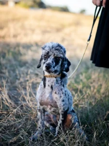 A small, curly-haired dog with a gold chain collar sits on dry grass, attached to a leash held by a person partially visible on the right.