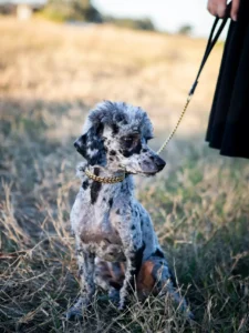 A small, shaved poodle with a spotted gray and black coat sits on dry grass, wearing a gold chain collar and leash held by a person standing nearby.