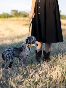 Person wearing a black skirt and brown boots stands in a grassy field, holding a leash attached to a small, spotted Poodle Stud. Seattle’s lush greenery surrounds them as they enjoy the peaceful outdoors together.