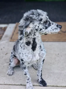 akc-merle-poodle-stud-services-seattle-side-profile-caspian