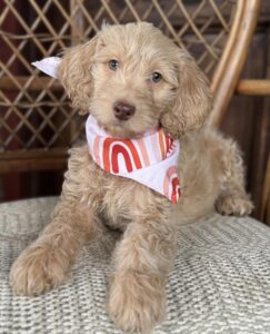 Available female medium goldendoodle puppy wearing a pink patterned banda