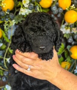 Black Goldendoodle puppy Amelia from Owen-A-Doodle available in Washington