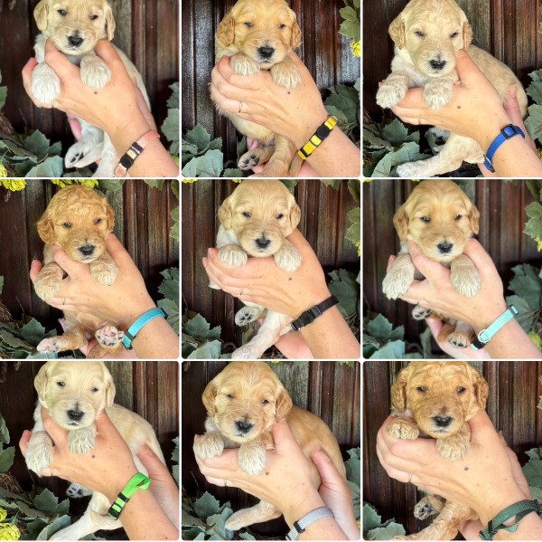 Available multigen miniature and medium Goldendoodle puppies from a current litter, shown in a puppy photo collage.