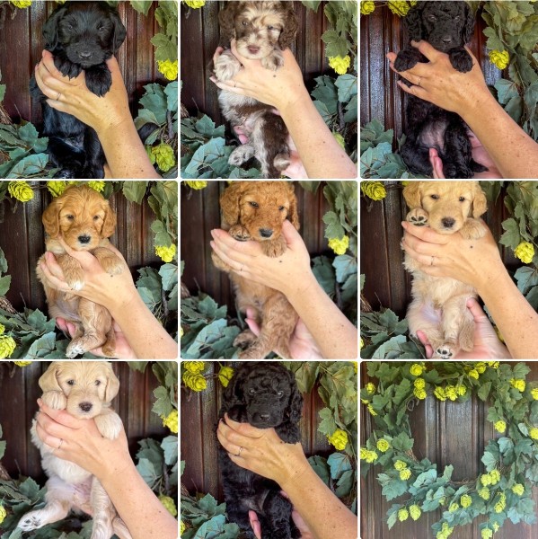 multigen-miniature-medium-goldendoodle-litter-colors