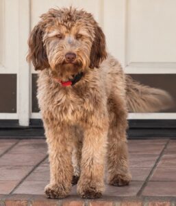Maggie the miniature multigenerational Goldendoodle standing on a front porch