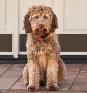 Maggie, a miniature multigenerational Goldendoodle dam at Owen-A-Doodle