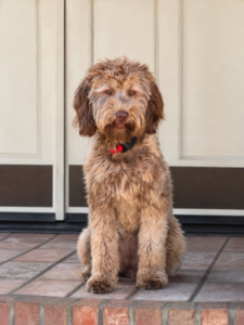 maggie-miniature-multigenerational-goldendoodle-dam.png
