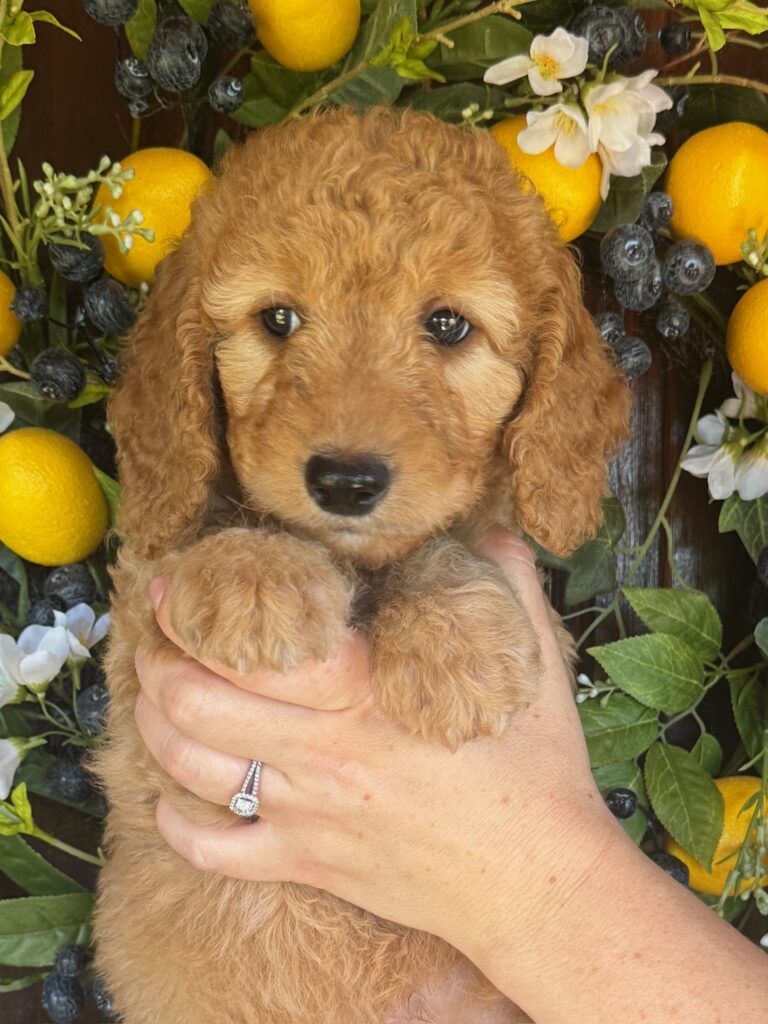 Milton, an available Goldendoodle puppy at Owen-A-Doodle, sitting in front of a lemon and greenery backdrop.