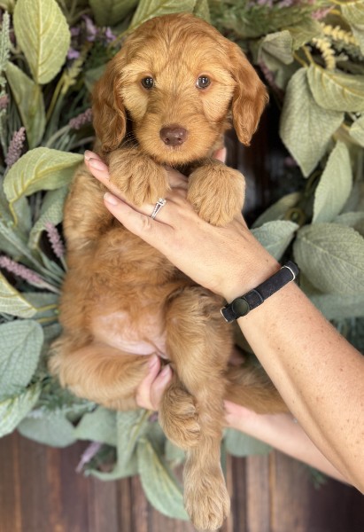 Anara, an available caramel Miniature Goldendoodle puppy with a wavy coat at Owen-A-Doodle near Seattle, Washington
