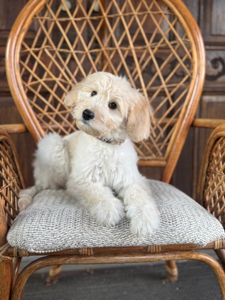 Available Guardian Goldendoodle Lina standing on a wicker chair near Enumclaw, WA.