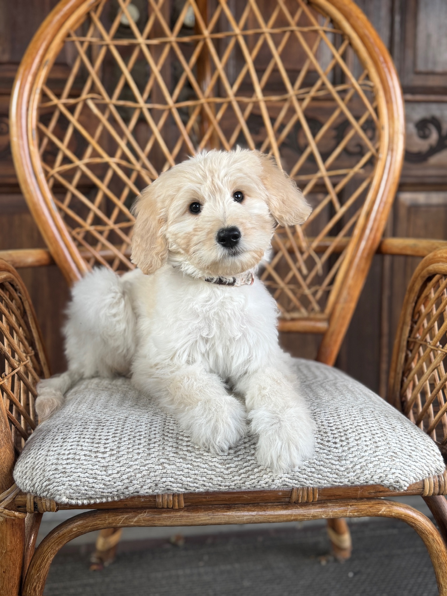 Cream Goldendoodle puppy Lina lying on a wicker chair and looking toward the camera.