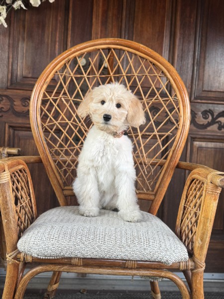 Lina, an available Goldendoodle puppy for a Guardian Home near Enumclaw, Washington, sitting on a wicker chair.