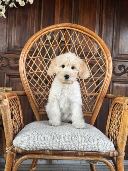 Goldendoodle puppy Lina sitting on a wicker chair for her Guardian Home listing near Enumclaw, WA.