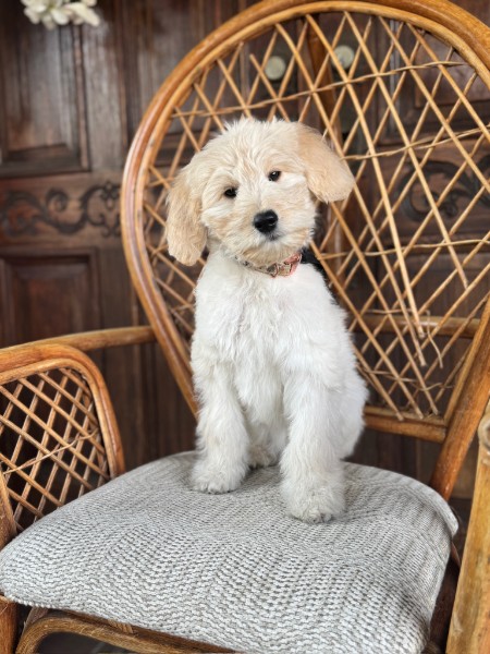 Lina the Goldendoodle puppy posing on a wicker chair in Enumclaw, Washington.