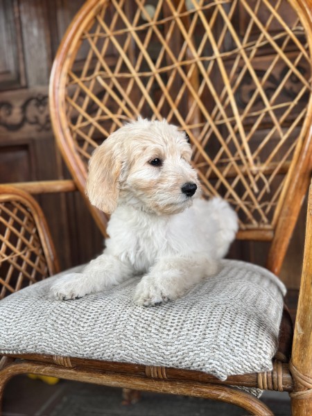 Cream Goldendoodle puppy Lina relaxing on a wicker chair during her Guardian Home photo session.