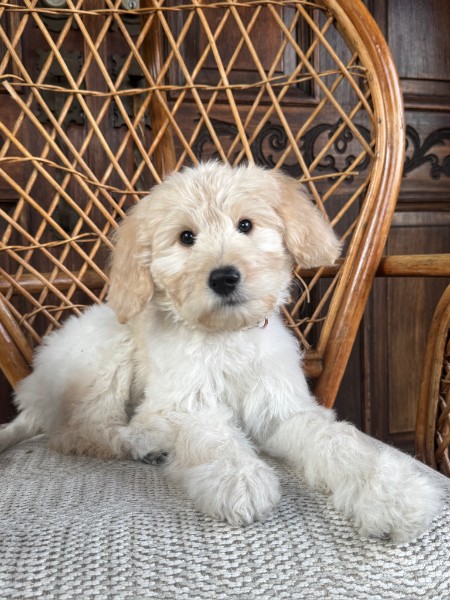Close portrait of Lina, an affectionate Goldendoodle puppy available for a Guardian Home.