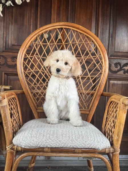 Lina, an Owen-A-Doodle Guardian Home Goldendoodle, sitting upright on a vintage wicker chair.