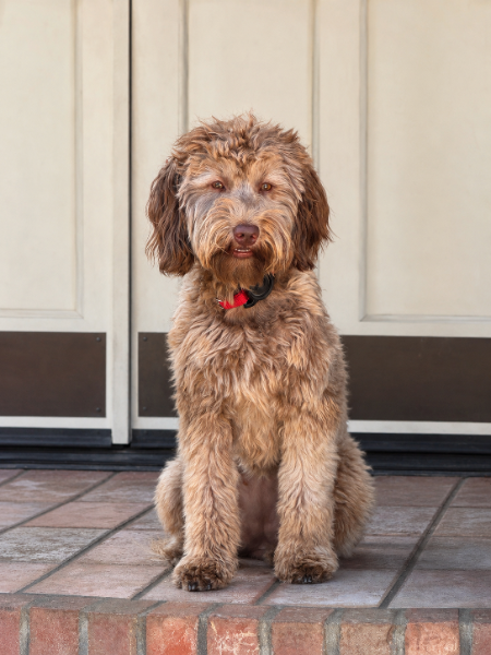 Adult female Goldendoodle at Owen-a-Doodle used in the Goldendoodle health testing program