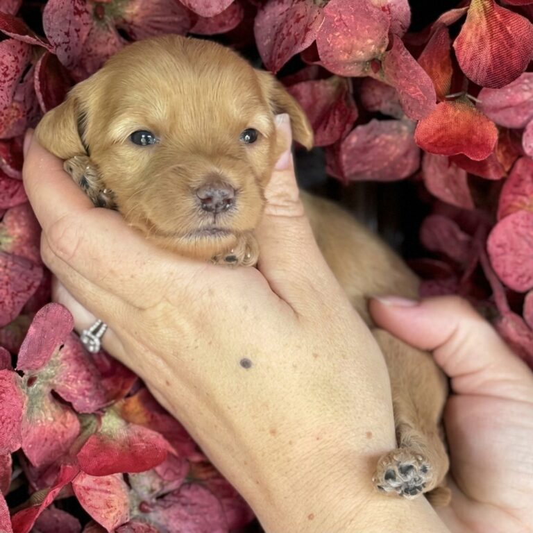 An apricot miniature mountain goldendoodle puppy held gently in hands, surrounded by deep pink-red hydrangea blooms. The puppy looks directly forward.
