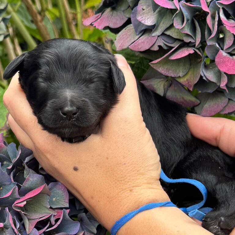 Black petite Goldendoodle puppy wearing a blue collar beside hydrangeas