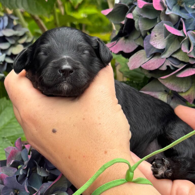 Black petite Goldendoodle puppy wearing a green collar beside hydrangeas