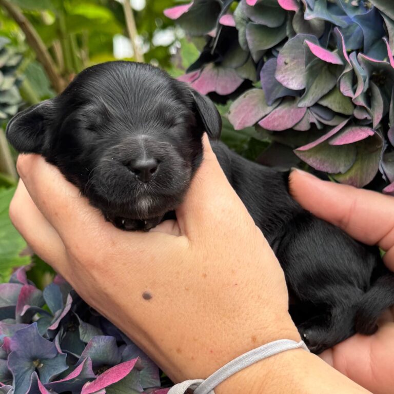 Black petite Goldendoodle puppy held beside pink and purple hydrangeas