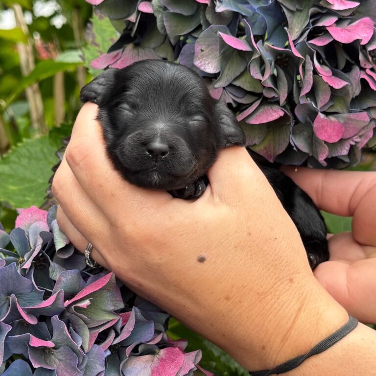 Close-up of a black petite Goldendoodle puppy held in front of hydrangeas