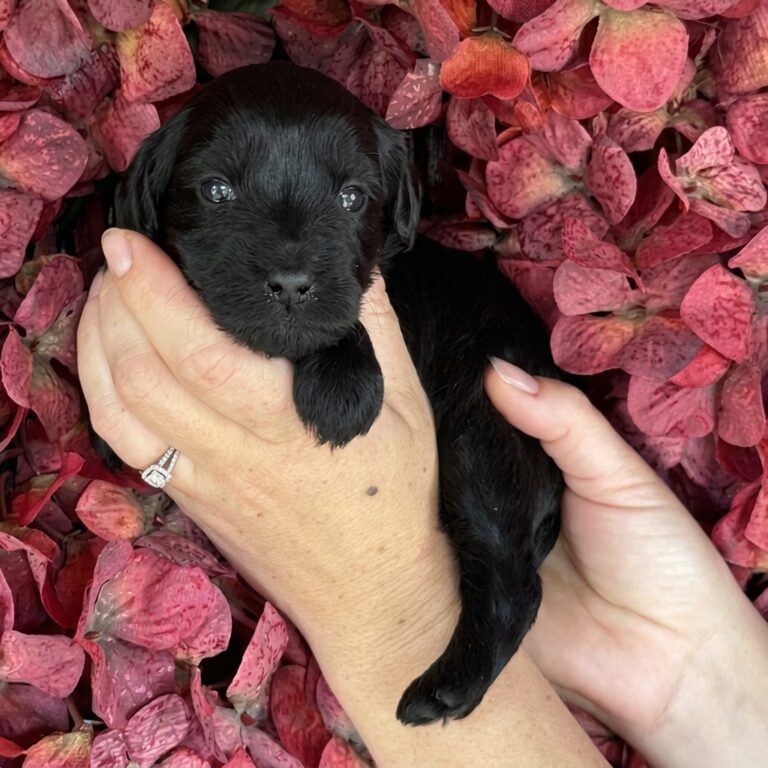 A small black miniature mountain goldendoodle puppy, held gently in both hands at a slight angle. Background is deep pink hydrangeas.