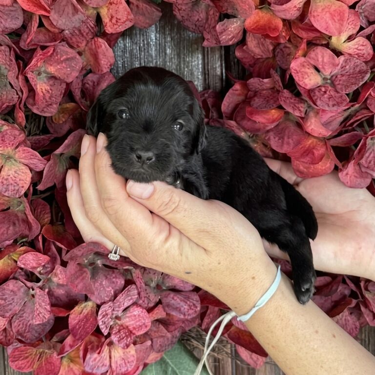 A small black miniature mountain goldendoodle puppy, held gently in both hands, looking toward the camera. Hands wear a small ring and a bracelet; background is pink hydrangeas.