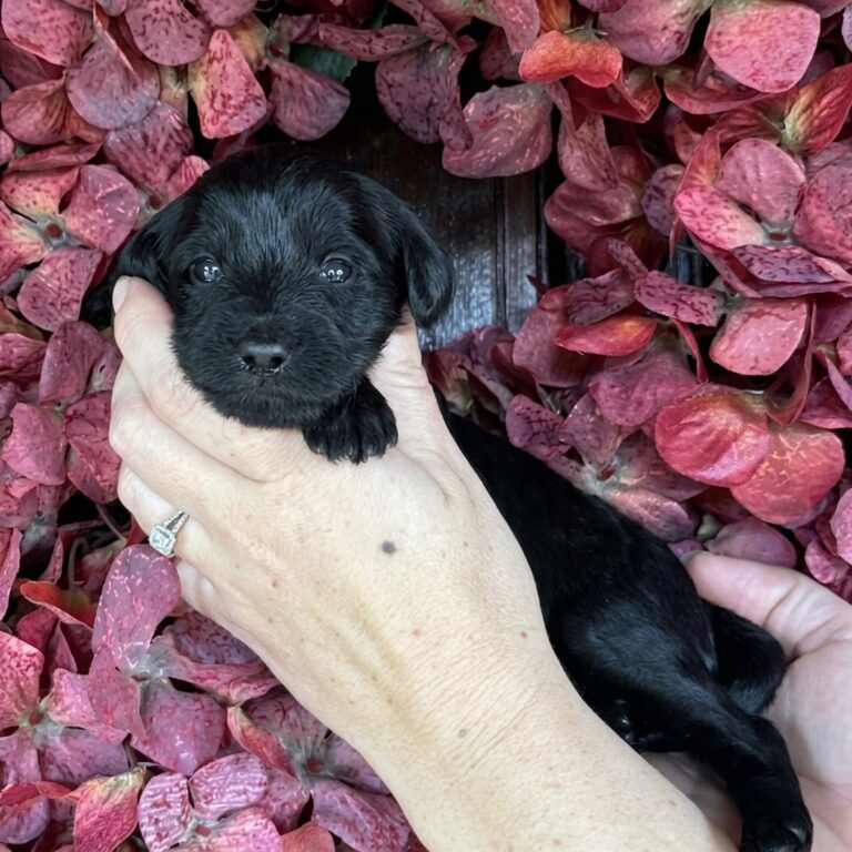 Close-up of a black miniature mountain goldendoodle puppy's face in left profile, held gently by hands against a background of deep pink hydrangeas.