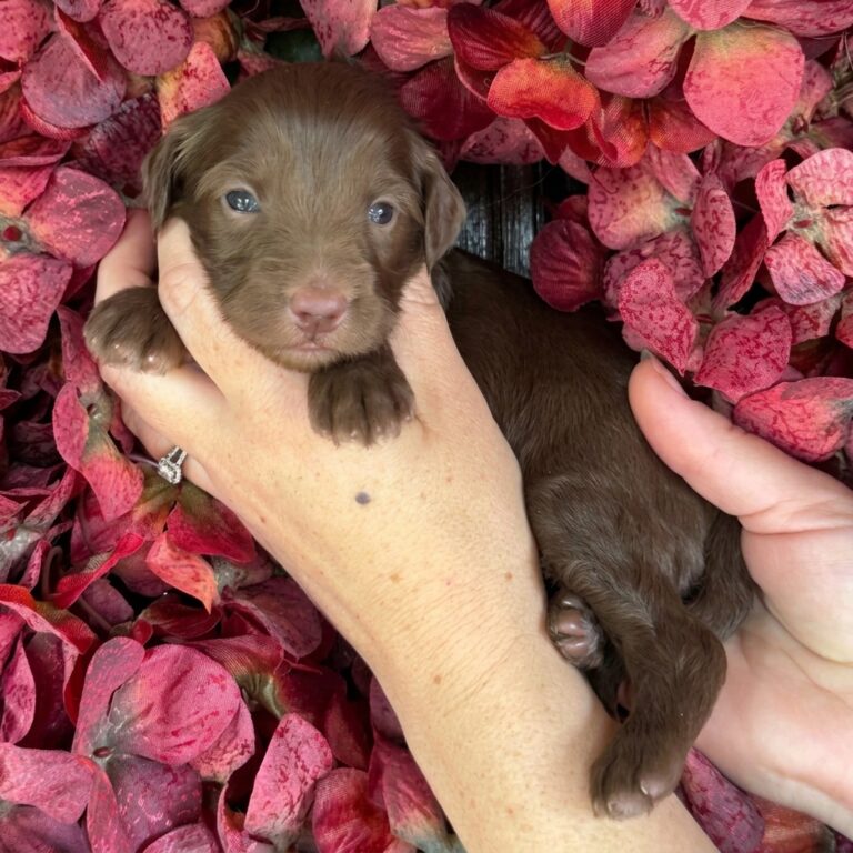 A chocolate brown miniature mountain goldendoodle puppy, held gently by hands against a background of red-pink hydrangeas.