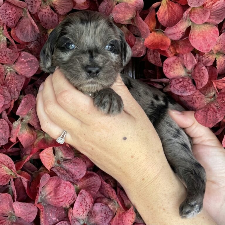 A dark grey and black merle miniature mountain goldendoodle puppy, held up by hands against a background of red-pink hydrangeas.