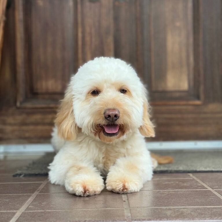 Cream Goldendoodle from Owen-a-Doodle featured in the Goldendoodle health testing guide