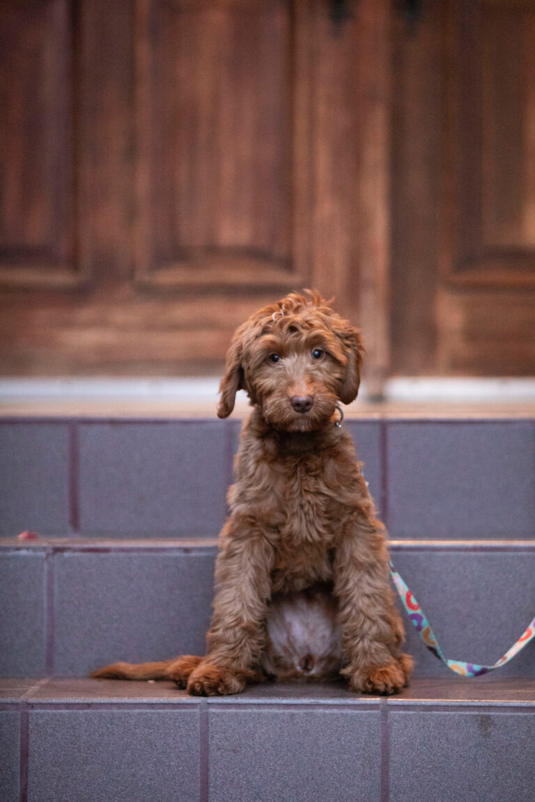 Goldendoodle puppy featured in Owen-a-Doodle’s OFA health testing guide