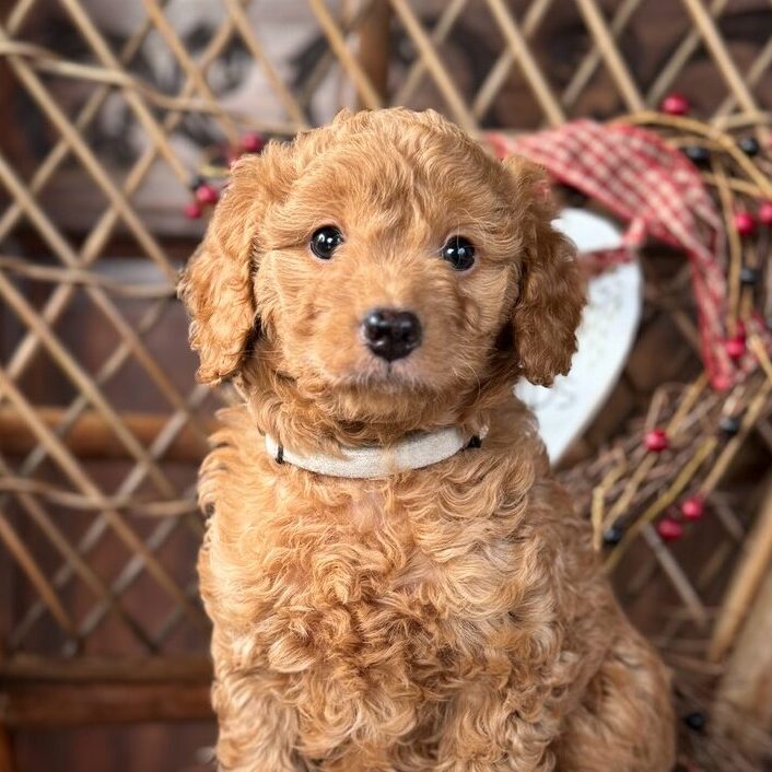 Apricot Goldendoodle puppy with a curly coat sitting on a chair at Owen-a-Doodle