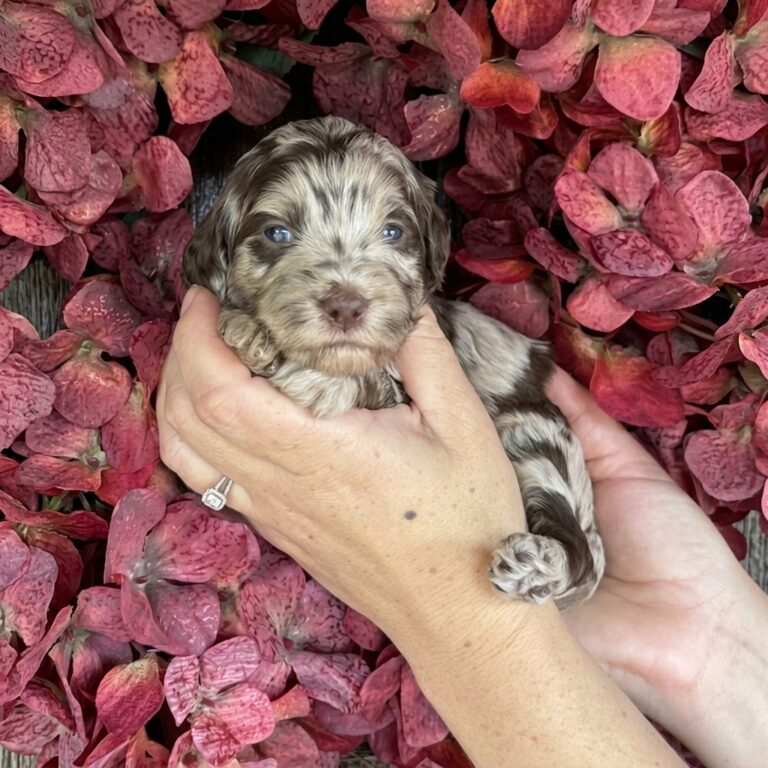 A merle-patterned brown, silver, and white miniature mountain goldendoodle puppy, held up by hands showing its distinct coat and bright blue eyes.