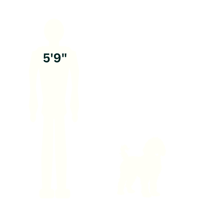 Miniature Goldendoodle silhouette beside a 5-foot-9 person, shown at approximately 16 inches at the shoulders