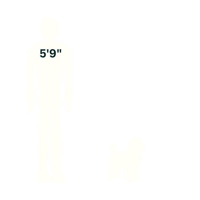 Petite Goldendoodle silhouette beside a 5-foot-9 person, shown at approximately 13 inches at the shoulders