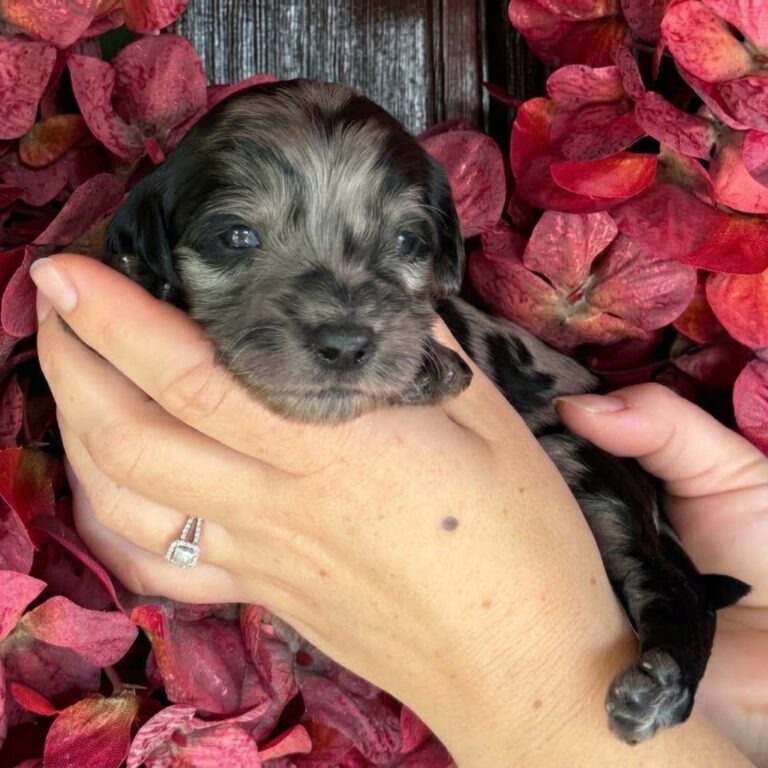 A close-up of a silver merle miniature mountain goldendoodle puppy, held up by hands against a background of red-pink hydrangeas.