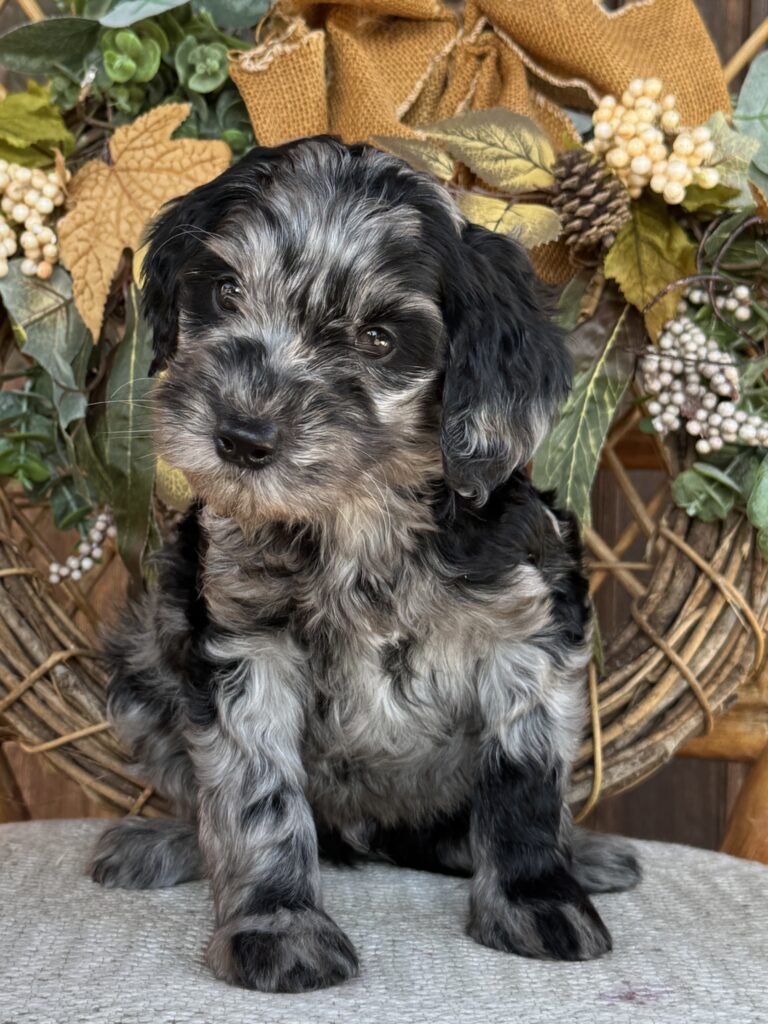 Cash, a black Mountain Goldendoodle puppy with silver markings on the face, chest, and paws