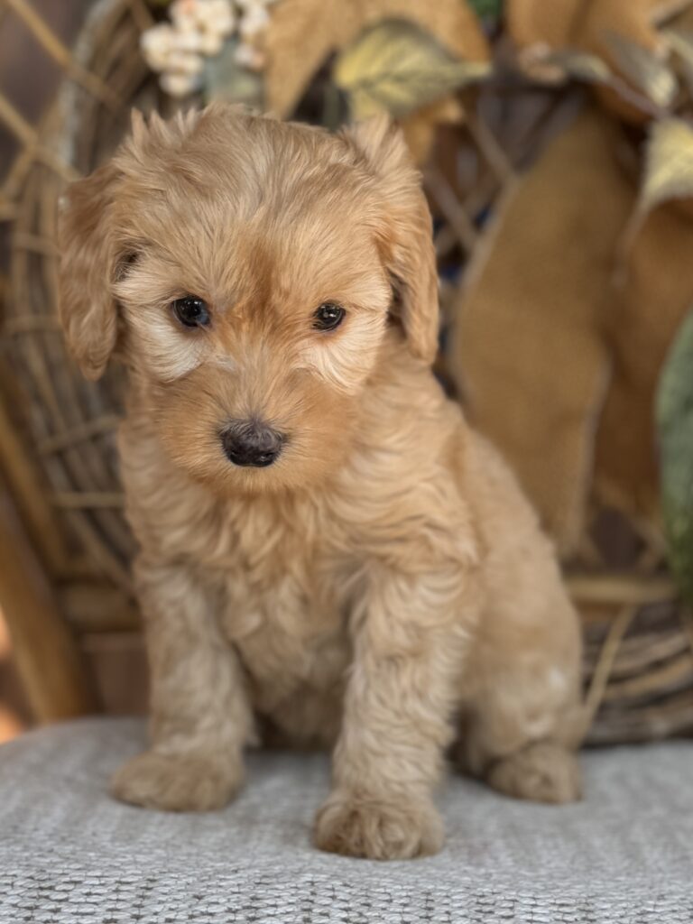 Ember, a golden Mountain Goldendoodle puppy sitting in front of an autumn display